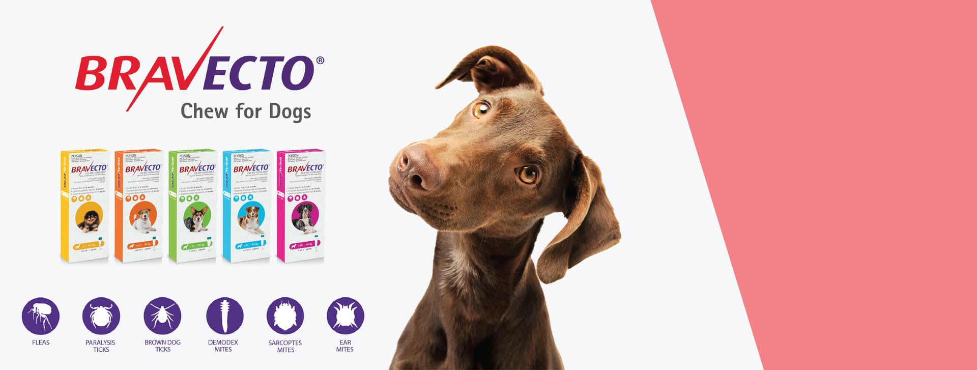 Bravecto - טבליה אחת, הגנה של עד 3 חודשים מפני פרעושים וקרציות