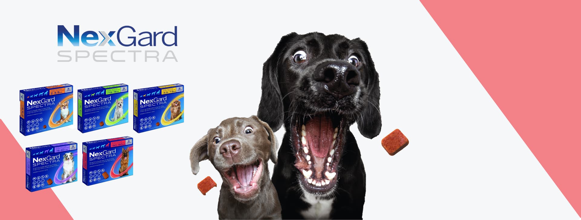 NexGard Spectra - הגנה מלאה מפני פרעושים, קרציות ותולעים